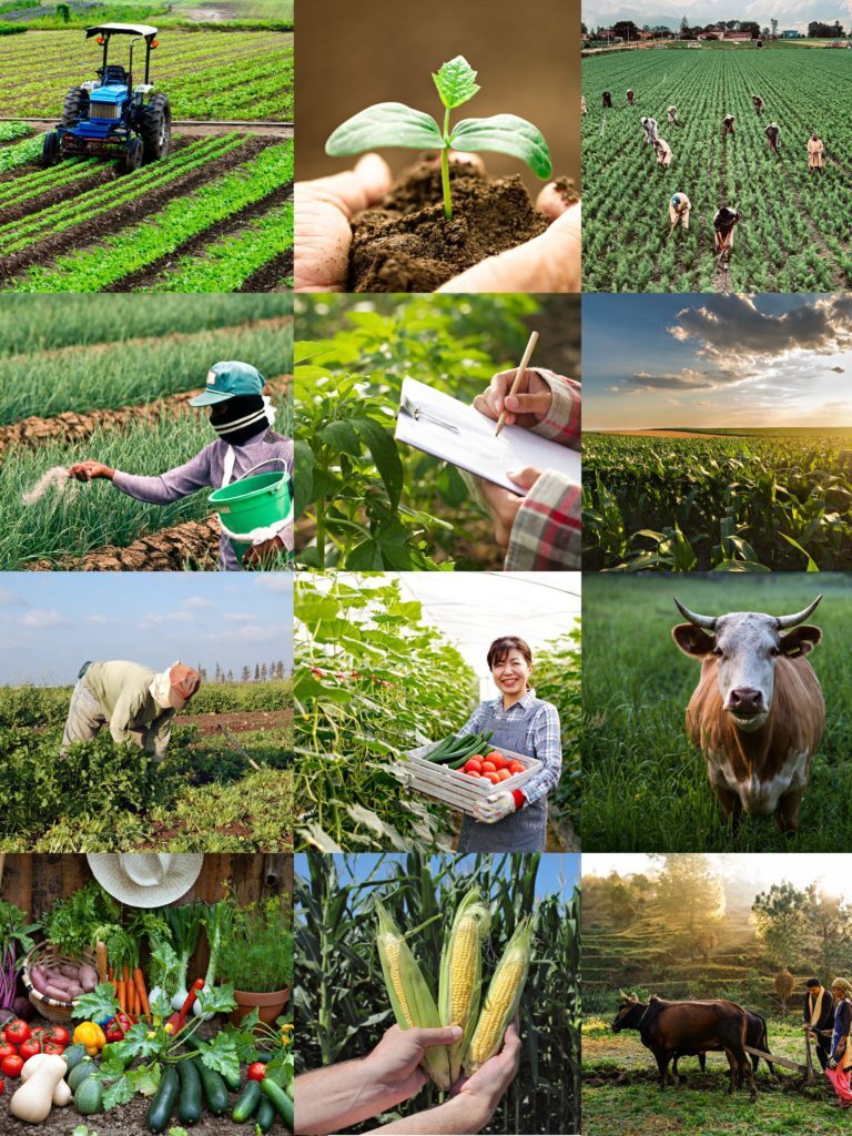 agriculture marketing agency